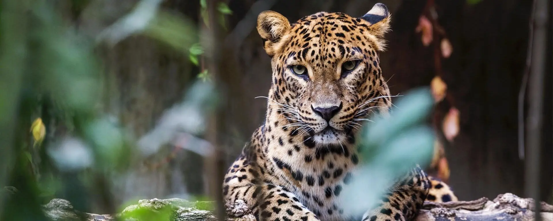 Safari & Wildlife
