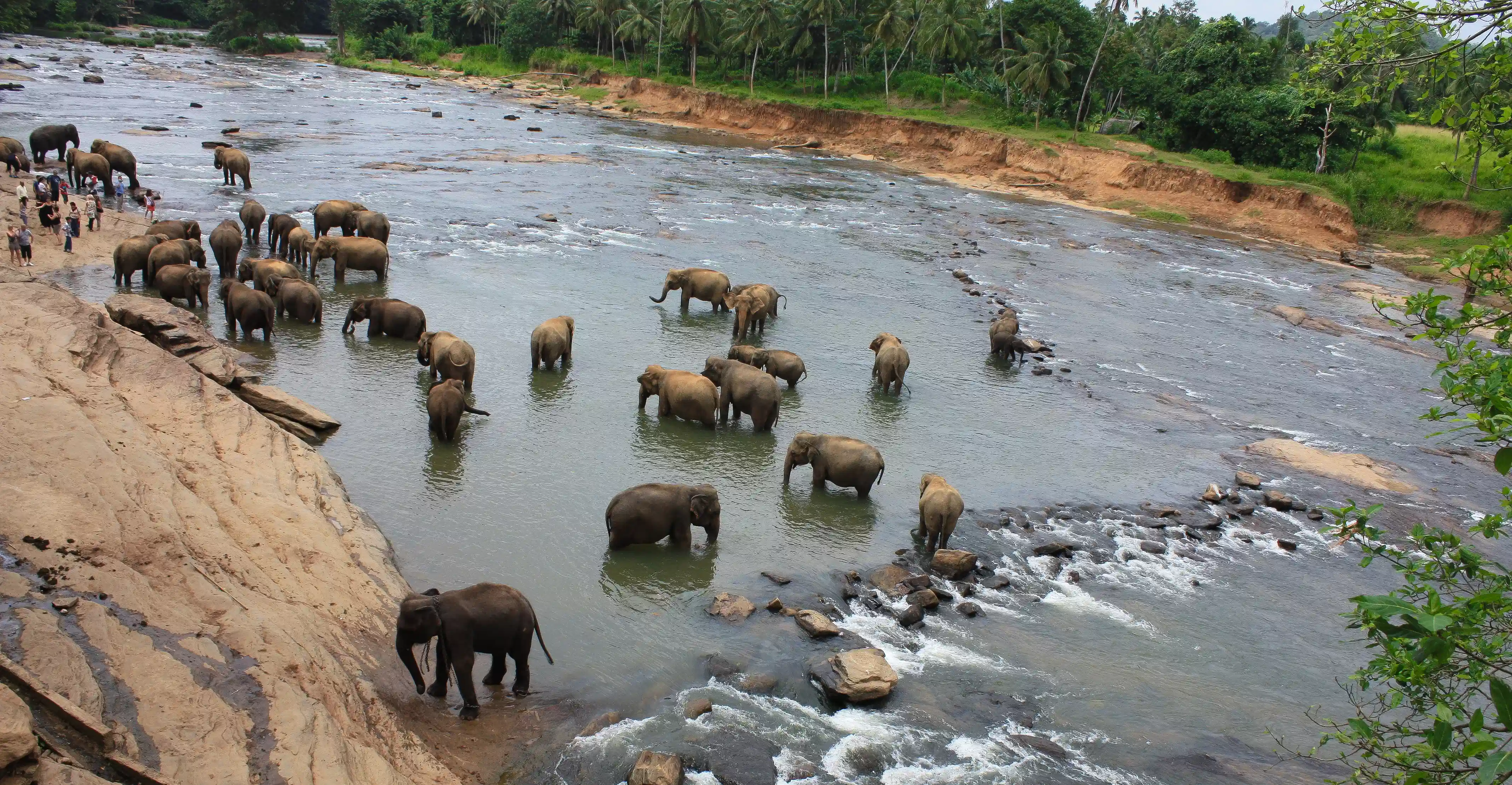Pinnawala Elephant Orphanage Sri Lanka: